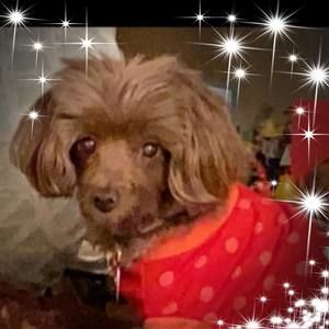 Meet your Posher, Kristen